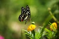 Butterfly is sucking nectar from marigold flowers