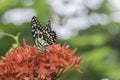 Butterfly sucking nectar from red flowers