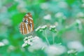 Butterfly sucking nectar in Taiwan, insect, nature Royalty Free Stock Photo