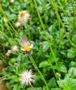 Butterfly sucking nectar from wild flowers