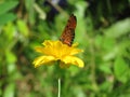 Butterfly sucking nectar from Yellow Cosmos flowers blossom