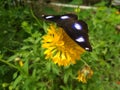 Butterfly Sucking Nector