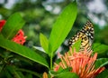 Butterfly are sucking pollen