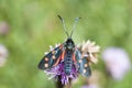 Butterfly on a Cardoon Flower