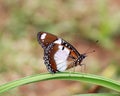 Butterfly sunbathing Royalty Free Stock Photo