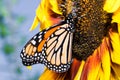 Butterfly sunflower Royalty Free Stock Photo