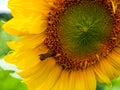 Butterfly on Sunflower Bloom Helianthus Annuus Royalty Free Stock Photo