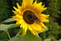 Butterfly on a sunflower flower. House garden. Royalty Free Stock Photo