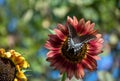 Butterfly and sunflower makes nice combination