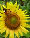 Butterfly on a sunflower