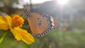 Butterfly, sunlight, yellow flower, beautiful butterfly Royalty Free Stock Photo