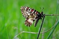 Butterfly on a sunny meadow. spring butterflies. southern festoon. Royalty Free Stock Photo