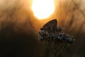 Butterfly in the Sunrise