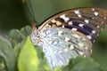 Butterfly Super Macro Royalty Free Stock Photo