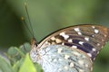 Butterfly Super Macro Royalty Free Stock Photo