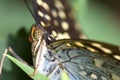 Butterfly Super Macro Royalty Free Stock Photo