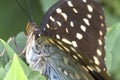 Butterfly Super Macro Royalty Free Stock Photo