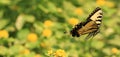 Butterfly Swallowtail Royalty Free Stock Photo