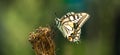 Butterfly,Swallowtail