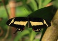 Butterfly swallowtail papilio cresphontes