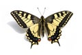 Butterfly Swallowtail (Papilio machaon) Royalty Free Stock Photo