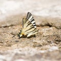Butterfly Swallowtail (Papilio machaon) Royalty Free Stock Photo
