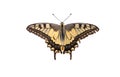 Butterfly Swallowtail Papilio machaon isolated Royalty Free Stock Photo