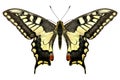 Butterfly Royalty Free Stock Photo