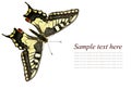 Butterfly Swallowtail Royalty Free Stock Photo