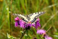 Butterfly Swallowtail Royalty Free Stock Photo