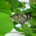 Butterfly swallowtail on green leaf Royalty Free Stock Photo