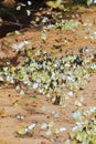 Butterfly swarm flying in the wild