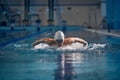 Butterfly swimming techniques. Athletic young man in motion, training, swimming in pool, wearing cap and goggles. Royalty Free Stock Photo