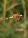 Butterfly on swinging grass