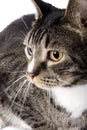 Butterfly Tabby Cat Portrait 09-01 Royalty Free Stock Photo