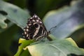 Butterfly tailed emporer Polyura sempronius on green leaves