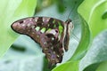 Butterfly - Tailed Jay (Graphium agamemnon)