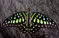 Butterfly tailed stand. Graphium Agamemnon.