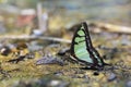 Butterfly Royalty Free Stock Photo