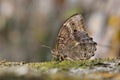 Taiwan butterfly(Neope muirheadi nagasawae) soil water suction