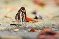 Butterfly Royalty Free Stock Photo