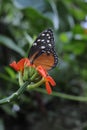 Butterfly takes center stage while drinking nectar