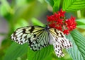 Butterfly taking meal on flower