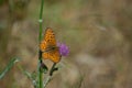 Butterfly taking nectar from a plant