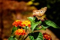 Butterfly taking nectar from small flowers performing epolimization process Royalty Free Stock Photo