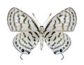 Butterfly Tarucus rosaceus (female) (underside)