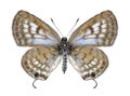 Butterfly Tarucus rosaceus (female)