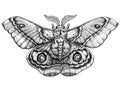 Butterfly tattoo art. Dotwork tattoo. Antherina suraka. Madagascar bullseye moth