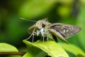 Butterfly on thed leaf. Royalty Free Stock Photo