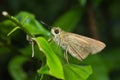 Butterfly on thed leaf. Royalty Free Stock Photo
